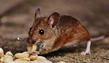 24 Hour & Emergency Exterminators in Rushville, MO